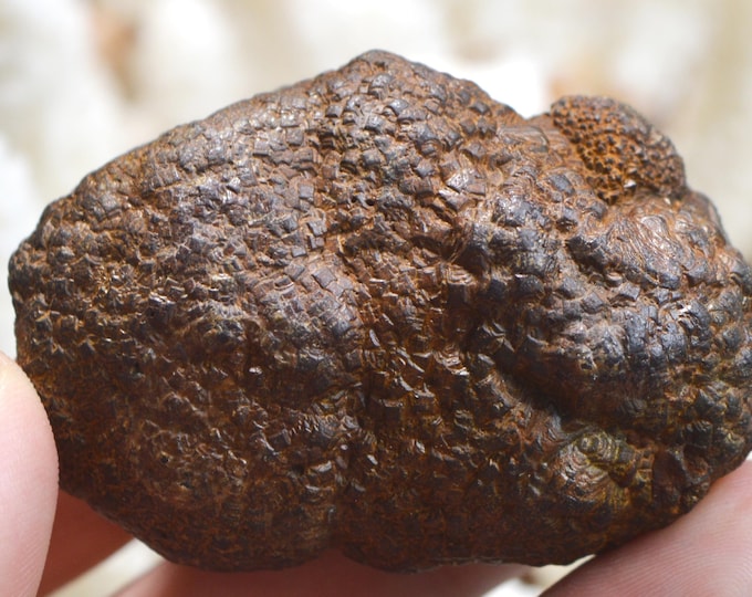 Pyrite 196 grams - Cap Blanc-Nez, Escalles, Calais, Pas-de-Calais, Hauts-de-France, France