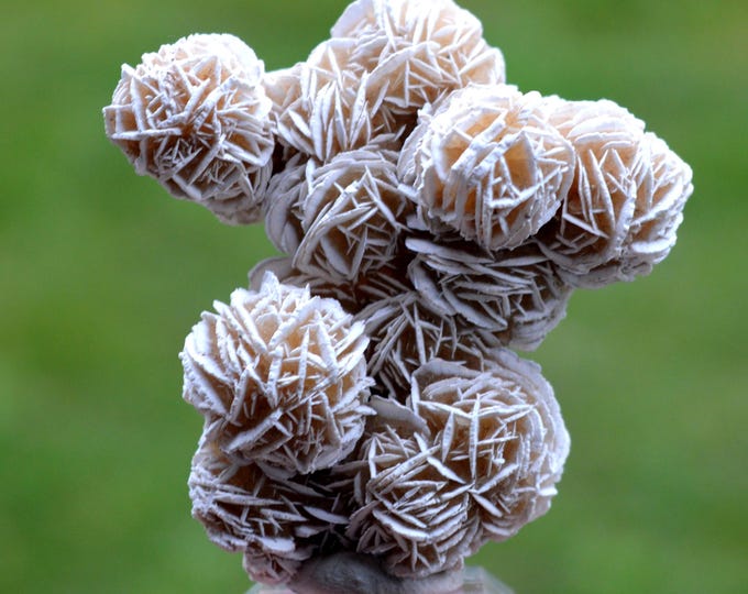 Gypsum var. Rose des sables 57 grams - Samalayuca Desert, Ahumada Municipality, Chihuahua, Mexico
