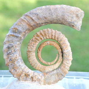 Ammonite Anetoceras sp. - Devoniano - 116 mm - Marocco