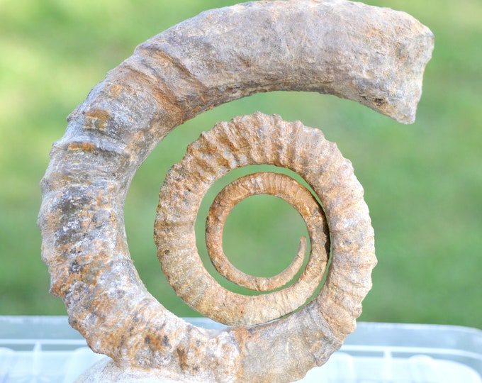 Ammonite Anetoceras sp. - Devonian - 116 mm - Morocco