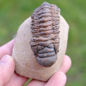 Trilobite - Crotalocephalina (Crotalocephalus) gibbus - Devoniano inferiore - Oufaten, vicino a Alnif, Marocco