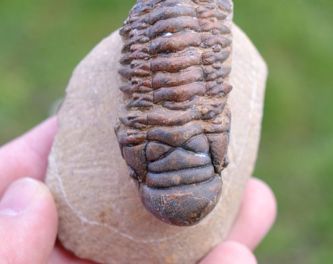 Trilobite - Crotalocephalina (Crotalocephalus) gibbus - Lower Devonian - Oufaten, near Alnif, Morocco