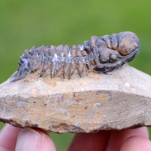 Trilobite - Crotalocephalina (Crotalocephalus) gibbus - Devoniano inferiore - Oufaten, vicino a Alnif, Marocco