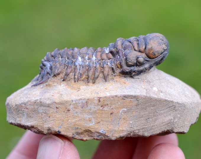 Trilobite - Crotalocephalina (Crotalocephalus) gibbus - Lower Devonian - Oufaten, near Alnif, Morocco