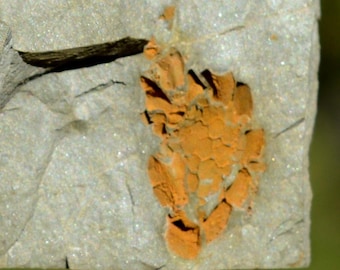 Fossil - Elliptocinctus barrandei - 52 grams - Vélieux, Hérault, Occitanie, France