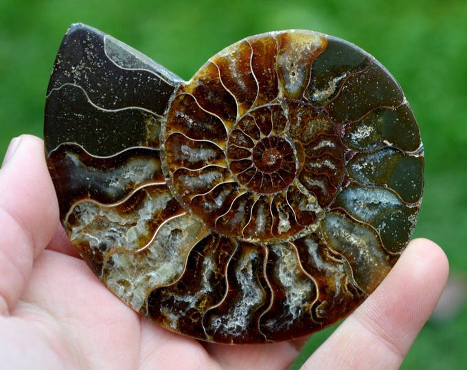 Ammonite - Aioloceras Besairie - Albien - 110 grams - Mahajanga, Madagascar
