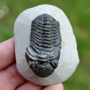 Trilobite - Morocops granulops - Devoniano, Emsien - Jbel Zguilma (Foum Zguid), vicino a Alnif, Marocco