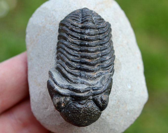 Trilobite - Morocops granulops - Devonian, Emsien - Jbel Zguilma (Foum Zguid), near Alnif, Morocco