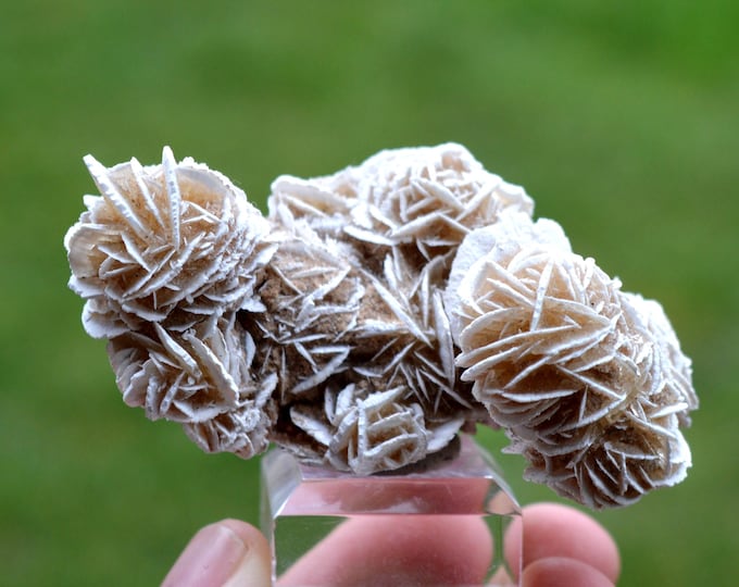 Gypsum var. Rose des sables 79 grams - Samalayuca Desert, Ahumada Municipality, Chihuahua, Mexico