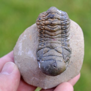 Trilobite - Crotalocephalina (Crotalocephalus) gibbus - Devoniano inferiore - Oufaten, vicino a Alnif, Marocco