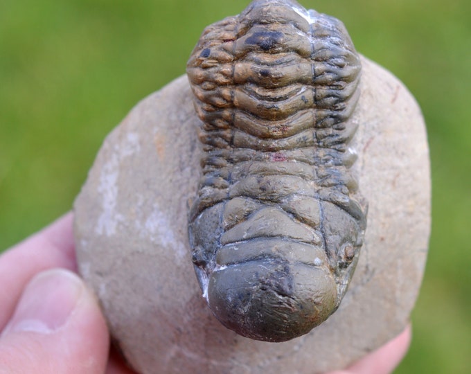 Trilobite - Crotalocephalina (Crotalocephalus) gibbus - Lower Devonian - Oufaten, near Alnif, Morocco