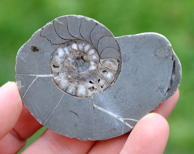 Septaria & Ammonite 52 grams - Beauvoisin septaria occurrence, Beauvoisin, Nyons, Drôme, Auvergne-Rhône-Alpes, France