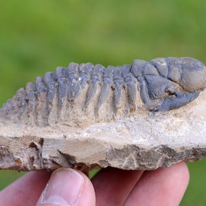 Trilobite - Crotalocephalina (Crotalocephalus) gibbus - Devoniano inferiore - Oufaten, vicino a Alnif, Marocco