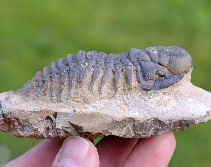 Trilobite - Crotalocephalina (Crotalocephalus) gibbus - Lower Devonian - Oufaten, near Alnif, Morocco