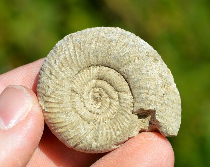 Otosphinctes Nectobrigensis - Oxfordian - 30 grams - Cherves, France