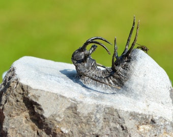 Trilobite - Ceratarges aries - Middle Devonian - 31 mm - Djebel Zireg, Errachidia Province, Morocco