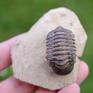 Trilobite - Crotalocephalina (Crotalocephalus) gibbus - Devoniano inferiore - Oufaten, vicino a Alnif, Marocco