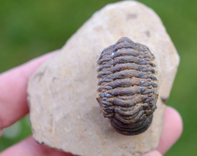 Trilobite - Crotalocephalina (Crotalocephalus) gibbus - Lower Devonian - Oufaten, near Alnif, Morocco