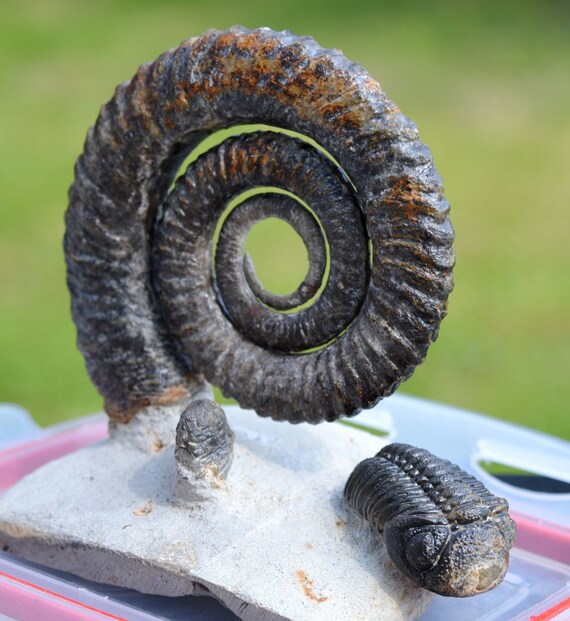 アンモナイト Anetoceras sp. + 三葉虫 Morocops Ovatus - デボン紀