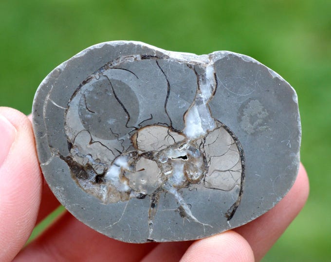 Septaria & Ammonite 71 grams - Beauvoisin septaria occurrence, Beauvoisin, Nyons, Drôme, Auvergne-Rhône-Alpes, France