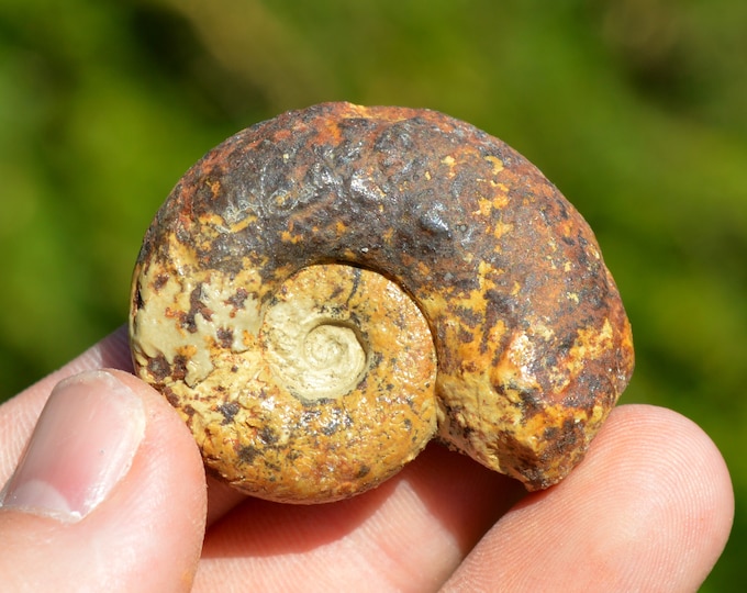 Euaspidoceras Perarmatum - Oxfordian - 26 grams - Craon, France