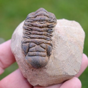 Trilobite - Crotalocephalina (Crotalocephalus) gibbus - Devoniano inferiore - Oufaten, vicino a Alnif, Marocco