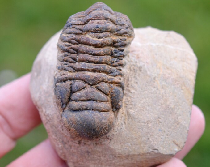 Trilobite - Crotalocephalina (Crotalocephalus) gibbus - Lower Devonian - Oufaten, near Alnif, Morocco