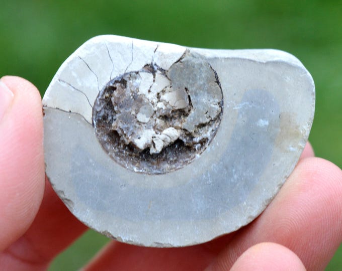 Septaria & Ammonite 44 grams - Beauvoisin septaria occurrence, Beauvoisin, Nyons, Drôme, Auvergne-Rhône-Alpes, France