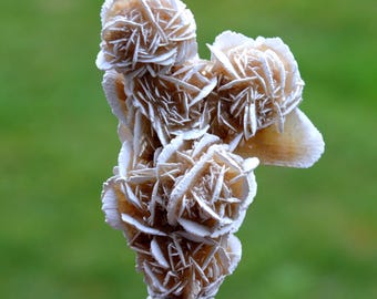 Gypsum var. Rose des sables 46 grams - Samalayuca Desert, Ahumada Municipality, Chihuahua, Mexico