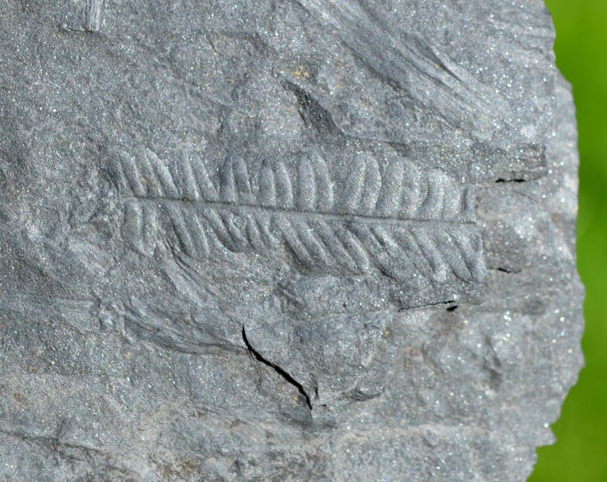 Fossil - Plant imprints on shale - Carboniferous, Stephanien - Messeix, France
