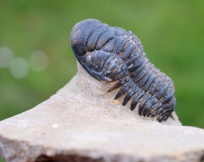 Trilobite - Crotalocephalina (Crotalocephalus) gibbus - Lower Devonian - Oufaten, near Alnif, Morocco