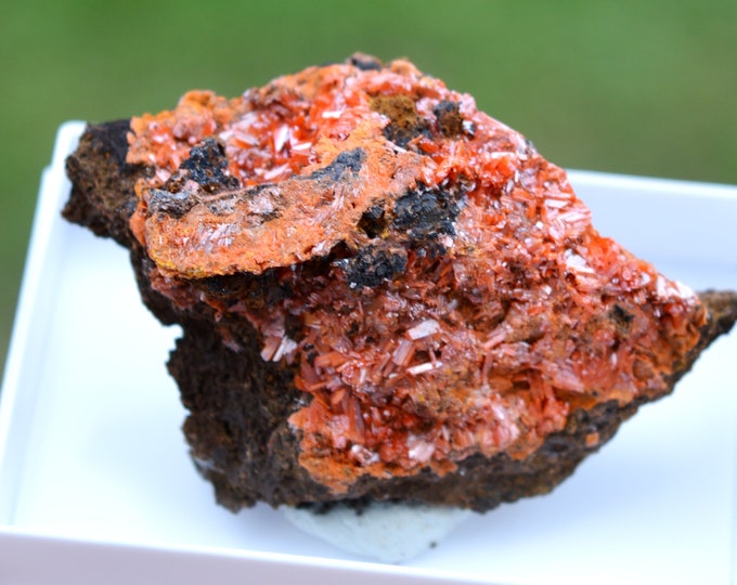 Crocoite 31 grams - Dundas mineral field, Zeehan District, West Coast municipality, Tasmania, Australia