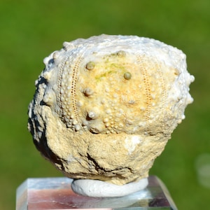 Fossile - Echinoide Goniopygus emmae sp.nov - 74 grammi - Formazione Taghit, Mérija (Missour) Moulouya, Marocco