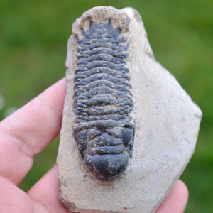 Trilobite - Crotalocephalina (Crotalocephalus) gibbus - Devoniano inferiore - Oufaten, vicino a Alnif, Marocco