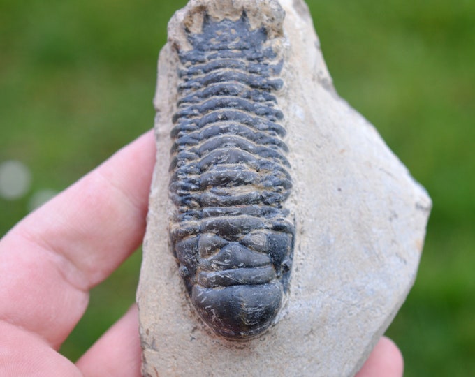 Trilobite - Crotalocephalina (Crotalocephalus) gibbus - Lower Devonian - Oufaten, near Alnif, Morocco