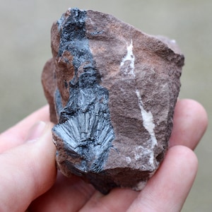 May include: A close-up of a rock with a dark gray, feathery mineral embedded in it. The rock is a reddish-brown color with white streaks.