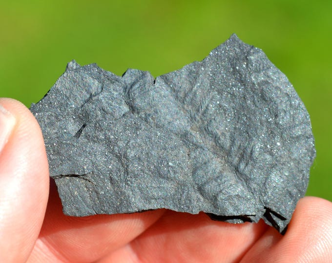 Fossil - Pecopteris Sp - Carboniferous, Stephanien - Allier, France