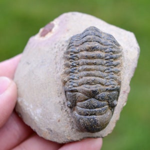 Trilobite - Crotalocephalina (Crotalocephalus) gibbus - Devoniano inferiore - Oufaten, vicino a Alnif, Marocco