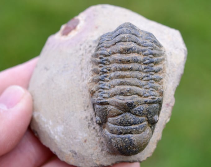 Trilobite - Crotalocephalina (Crotalocephalus) gibbus - Lower Devonian - Oufaten, near Alnif, Morocco