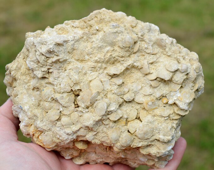 Nummulites laevigatus limestone - Lower Lutetian - Chemin des Dames Plateau, Laon, Aisne, Hauts-de-France, France