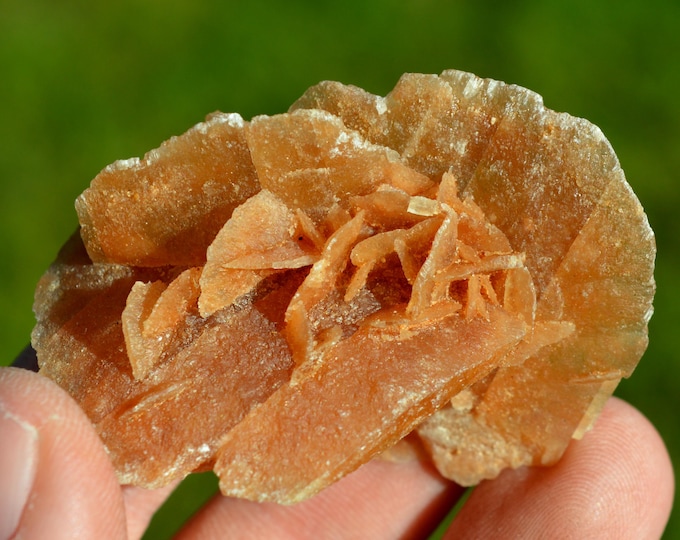 Gypsum var. Rose des sables 30 grams - Arfoud Cercle, Errachidia Province, Drâa-Tafilalet Region, Morocco