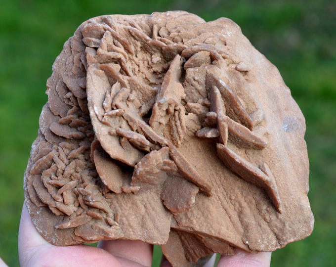 Gypsum var. Rose des sables 586 grams - Arfoud Pachalik, Arfoud Cercle, Errachidia Province, Drâa-Tafilalet Region, Morocco