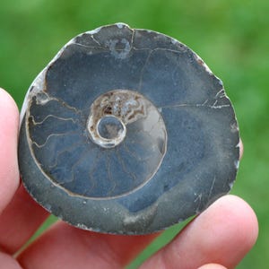 Septaria & Ammonite 104 grammes - Beauvoisin septaria occurrence, Beauvoisin, Nyons, Drôme, Auvergne-Rhône-Alpes, France