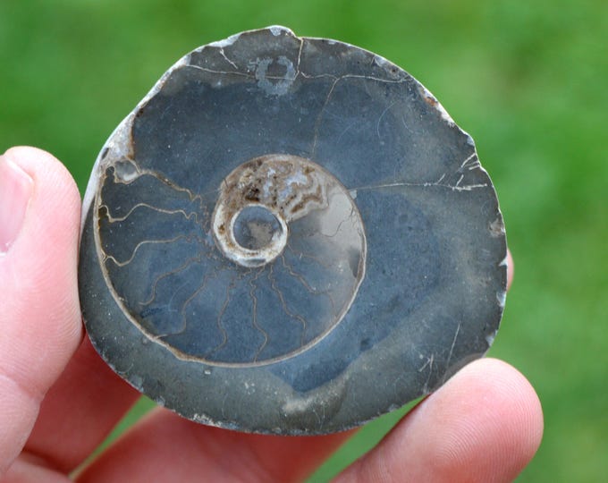 Septaria & Ammonite 104 grams - Beauvoisin septaria occurrence, Beauvoisin, Nyons, Drôme, Auvergne-Rhône-Alpes, France