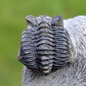 Trilobite - Coltraneia oufatenensis - Devoniano, Emsiano - Marocco