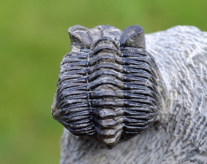 Trilobite - Coltraneia oufatenensis - Devonian, Emsian - Morocco