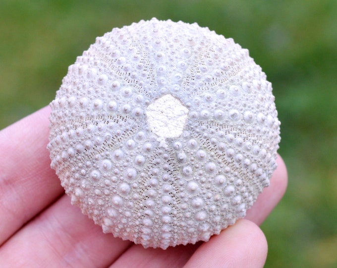 Sea urchin - Paracentrotus lividus - Modern - 55 mm - 49 grams - Morocco