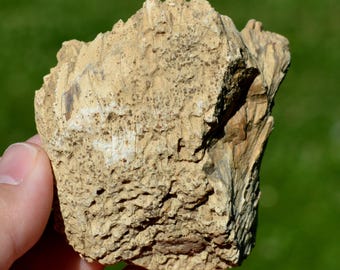 Fossil coral, 177 grams - Pointe du Chay, Angoulins, Nouvelle-Aquitaine, France