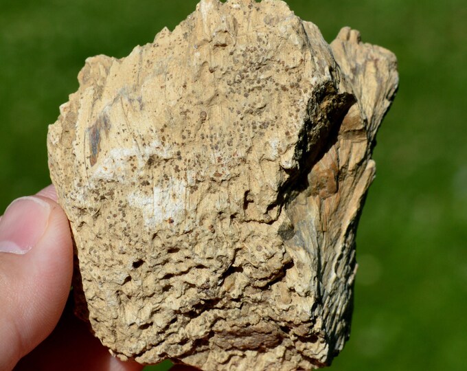 Fossil coral 177 grams - Pointe du Chay, Angoulins, Nouvelle-Aquitaine, France