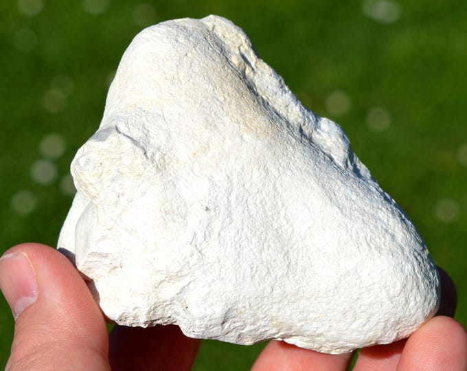 Sponge & Madrepore - Cenomarian - Paulmy, Loches, Indre-et-Loire, Centre-Val de Loire, France